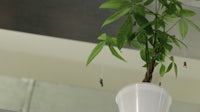 a white pot with a plant in it