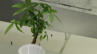 a white cup with a plant in it